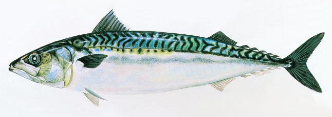 �I�ɂ���